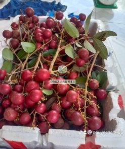 Thu hoạch nhãn long tím, có giá bán rất cao