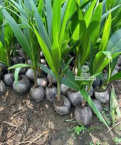 Lô cây giống dừa dứa Thái bộ lá xanh khỏe dày dặn tại Cây Giống Phúc An