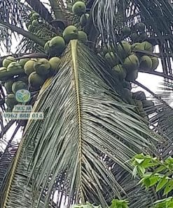 Cây giống dừa dứa Thái chuẩn, chất lượng cao cho trái đạt sản lượng lớn tại Phúc An