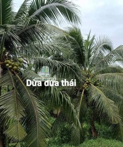 Cây giống dừa dứa Thái cho trái tốt chất lượng cao được nhà vườn Phúc An tuyển chọn