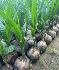 Cây giống dừa dứa Thái khỏe khoắn thích nghi khí hậu tốt tại Phúc An