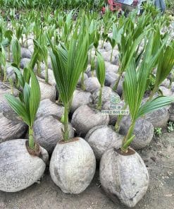 Lô cây giống dừa dứa Thái sinh trưởng tốt bầu rễ khỏe mạnh chuẩn bị giao khách tại Phúc An