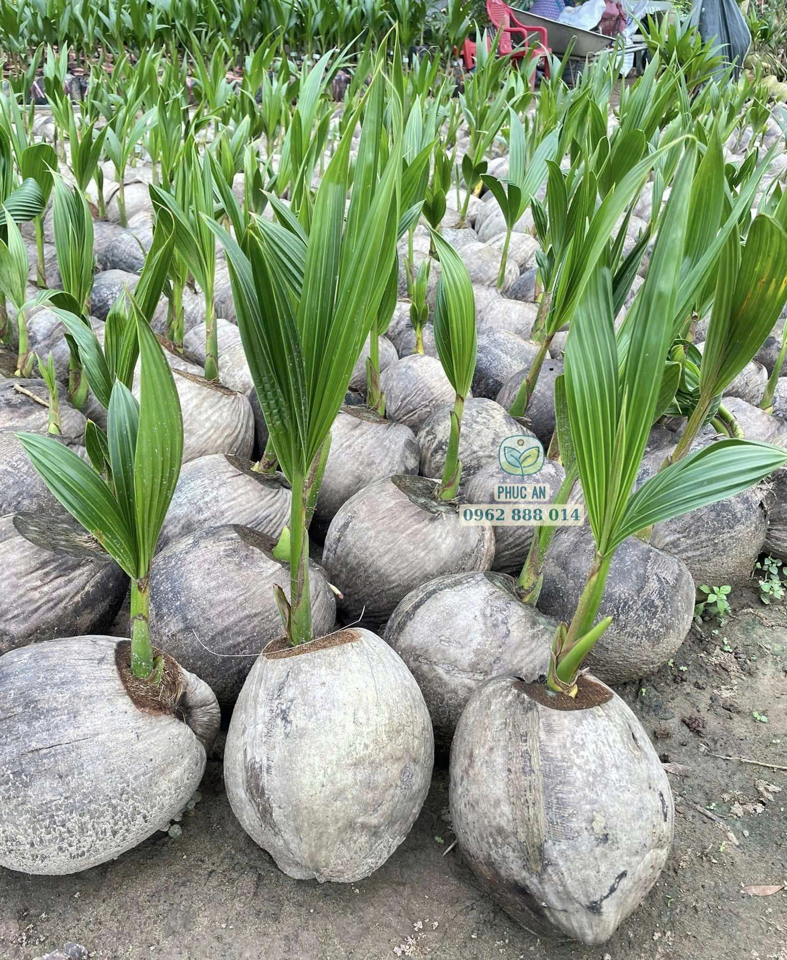Lô cây giống dừa dứa Thái sinh trưởng tốt bầu rễ khỏe mạnh chuẩn bị giao khách tại Phúc An