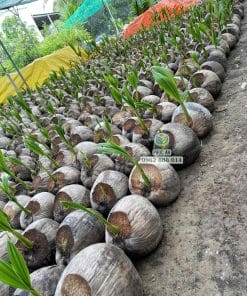 Vườn ươm cây giống dừa dứa Thái số lượng lớn của Cây Giống Phúc An