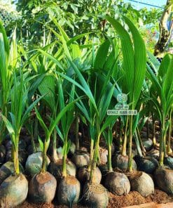 Cây giống dừa mã lai bầu 22 Lô cây giống dừa Mã Lai bầu bộ lá xanh khỏe dày dặn tại Cây Giống Phúc An