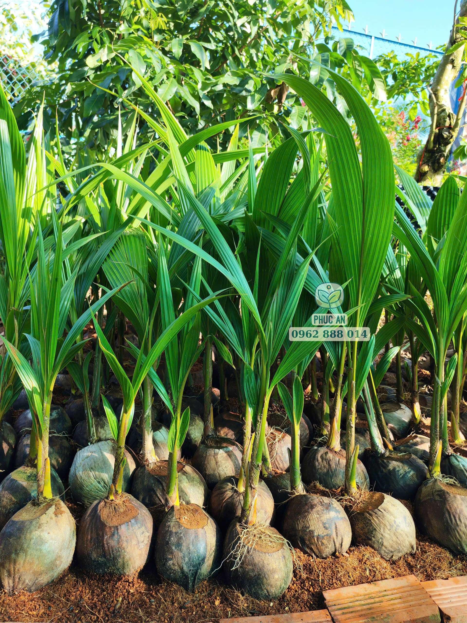 Cây giống dừa mã lai bầu 3 Lô cây giống dừa Mã Lai bầu bộ lá xanh khỏe dày dặn tại Cây Giống Phúc An