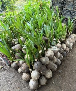 Cây giống dừa mã lai bầu 27 Lô dừa mã lai bầu giao cho khách hàng