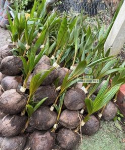 Cây giống dừa mã lai bầu 28 Cây giống dừa Mã Lai bầu tán lá xanh tốt phát triển đều tại vườn Phúc An