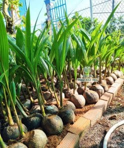 Cây giống dừa mã lai bầu 29 Vườn ươm cây giống dừa Mã Lai bầu số lượng lớn của Cây Giống Phúc An