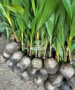 Cây giống dừa mã lai bầu 31 Chăm sóc cây giống dừa Mã Lai bầu giúp bộ lá luôn xanh khỏe phát triển tốt tại Phúc An