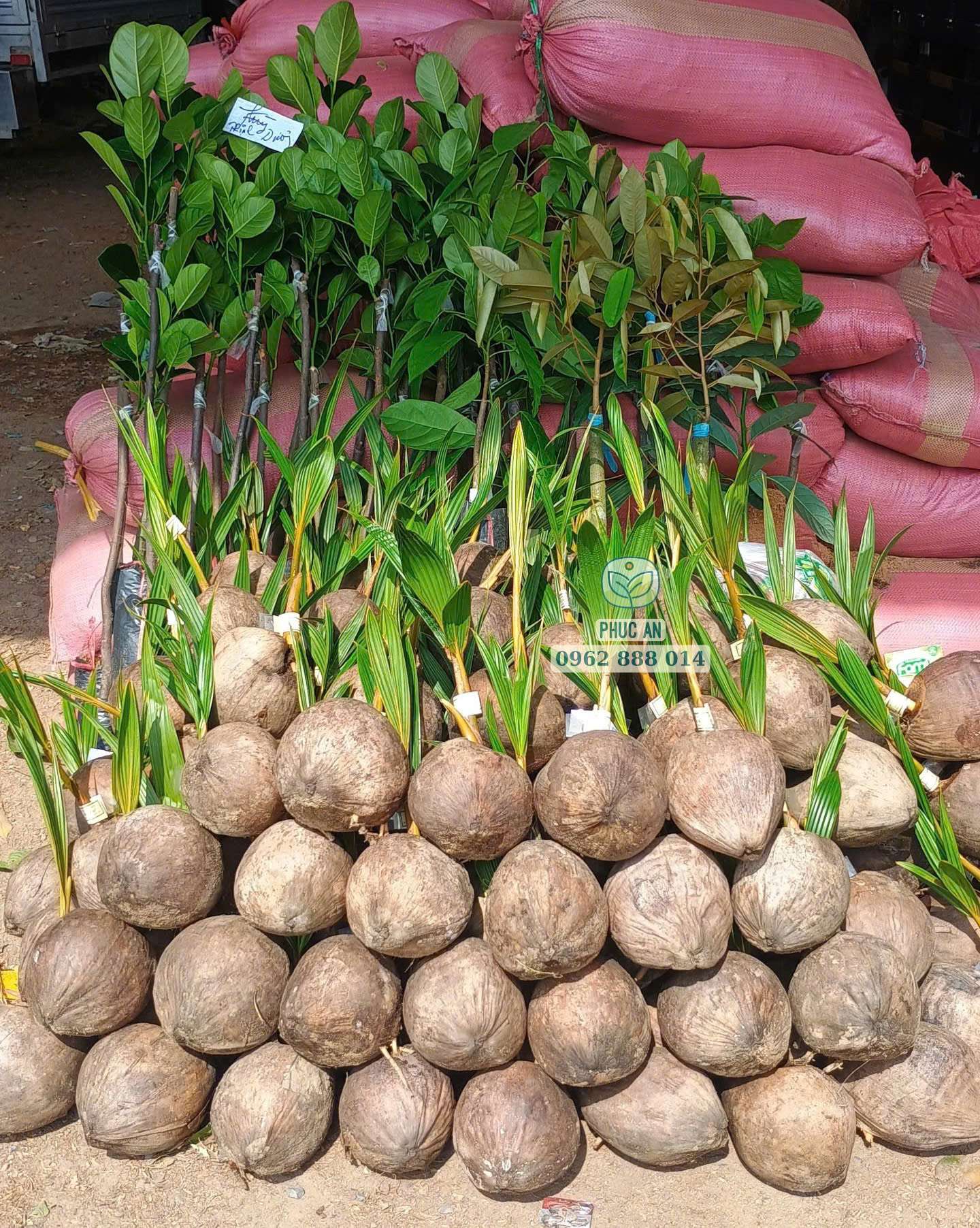 Cây giống dừa mã lai bầu 20 Cây giống dừa Mã Lai bầu trồng thực tế phát triển tốt lá xanh quanh năm tại Phúc An
