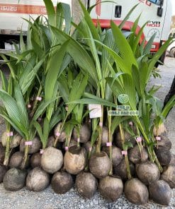 Lô cây giống dừa ta bộ lá xanh khỏe dày dặn tại Cây Giống Phúc An