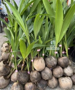 Cây giống dừa ta tán lá xanh tốt phát triển đều tại vườn Phúc An