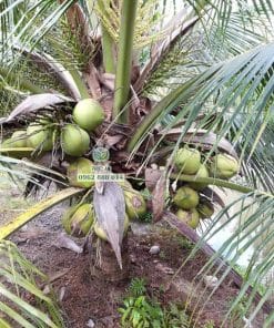 Cây giống dừa ta giống chuẩn đầu dòng sinh trưởng mạnh cho trái năng suất cao Phúc An