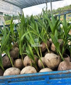 Lô cây giống dừa ta khỏe khoắn sức chống chịu cao cho trái tốt tại Phúc An