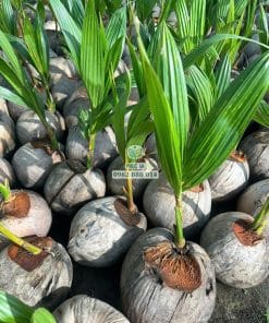 Chuẩn bị đơn hàng cây giống dừa ta chất lượng cao được Phúc An giao tận tay nhà vườn