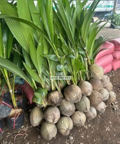 Lô cây giống dừa ta sinh trưởng tốt bầu rễ khỏe mạnh chuẩn bị giao khách tại Phúc An