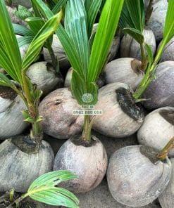 Cây giống dừa ta xanh tốt rễ đâm xuyên bầu khỏe mạnh được Phúc An chuẩn bị sẵn sàng giao đi xa