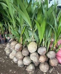 Cây giống dừa ta khỏe khoắn thích nghi khí hậu tốt tại Phúc An