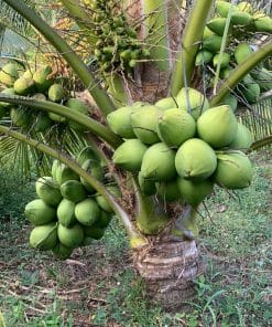 Cây dừa xiêm xanh lùn cho trái rất nhiều