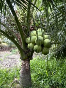Cây dừa xiêm xanh lùn trưởng thành