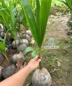 Cây giống dừa xiêm xanh lùn - Phúc An