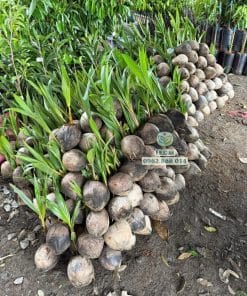 Cây giống dừa xiêm xanh lùn - Phúc An