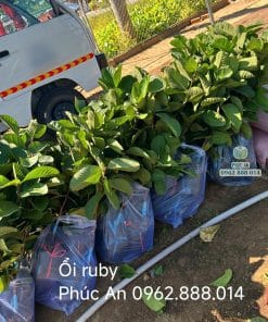 Bầu rễ cây giống ổi Ruby khỏe mạnh không sâu bệnh tại Phúc An