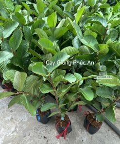 Cây giống ổi Ruby tán lá xanh tốt phát triển đều tại vườn Phúc An