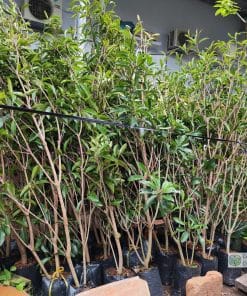 Cây giống Sapo Mexico tại Phúc An