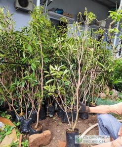 Cây giống Sapo Mexico tại Phúc An