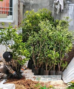 Cây giống Sapo Mexico tại Phúc An