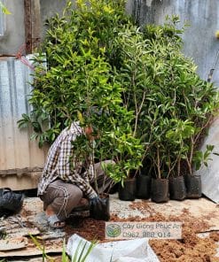 Cây giống Sapo Mexico tại Phúc An