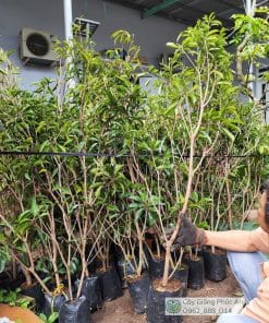 Cây giống Sapo Mexico tại Phúc An