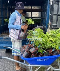 Lô cây giống na Thái bộ lá to khỏe dày dặn chuẩn bị giao đến nhà vườn tại Cây Giống Phúc An