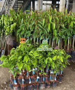 Lô cây giống na Thái sinh trưởng tốt bầu rễ khỏe mạnh chuẩn bị giao khách tại Phúc An