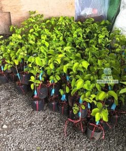 Cây giống na Thái sinh trưởng nhanh vượt trội tại vườn ươm Phúc An