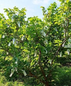 Cây giống na Thái chuẩn, chất lượng cao tại Cây Giống Phúc An
