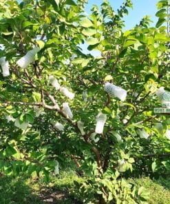 Cây giống na Thái trồng thực tế phát triển tốt lá xanh quanh năm tại Phúc An
