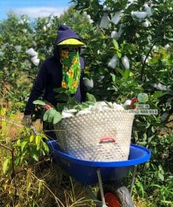 Nông dân thu hoạch trái ổi Trân Châu to tròn đạt chuẩn Cây Giống Phúc An