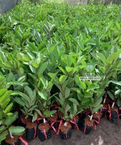 Lô cây giống ổi Trân Châu bộ lá xanh khỏe dày dặn tại Cây Giống Phúc An