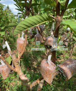 Cận cảnh cây giống ổi Trân Châu thân cành khỏe khoắn lớn nhanh như thổi tại Phúc An