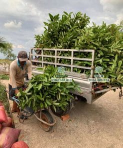 Chuẩn bị đơn hàng cây giống ổi Trân Châu chất lượng cao được Phúc An giao tận tay nhà vườn