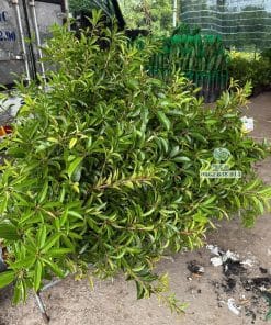 Cây giống sapo Cần Thơ sinh trưởng nhanh vượt trội tại vườn ươm Phúc An