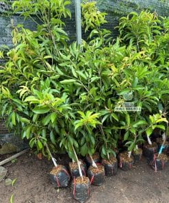 Cây giống sapo Cần Thơ trồng thực tế phát triển tốt lá xanh quanh năm tại Phúc An