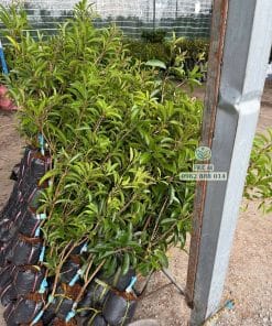 Cây giống sapo Cần Thơ ra đọt non xanh mướt phát triển tốt tại vườn Phúc An