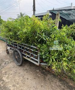 Lô cây giống sapo Cần Thơ sinh trưởng tốt bầu rễ khỏe mạnh chuẩn bị giao khách tại Phúc An
