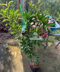 Cận cảnh cây giống sapo Cần Thơ thân cành khỏe khoắn lớn nhanh như thổi tại Phúc An