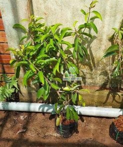 Cây giống sapo Cần Thơ bộ rễ khỏe mạnh đâm sâu giúp cây phát triển cực nhanh tại Phúc An