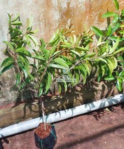 Lô cây giống sapo Cần Thơ bộ lá xanh khỏe dày dặn tại Cây Giống Phúc An